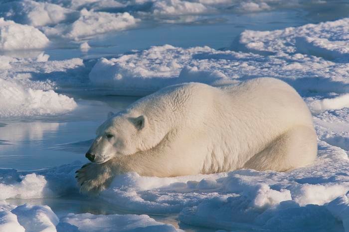 An Unwashed, Greasy Hair Day Actually Keeps Polar Bears Ice-Free