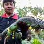 Taiwan bounty hunters kill invading iguanas as numbers soar