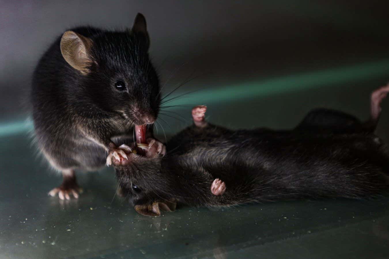 Mice seen giving ‘first aid’ to unconscious companions