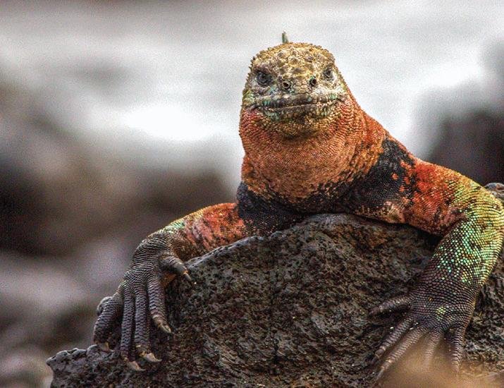 Military base threatens Galápagos Islands | Science