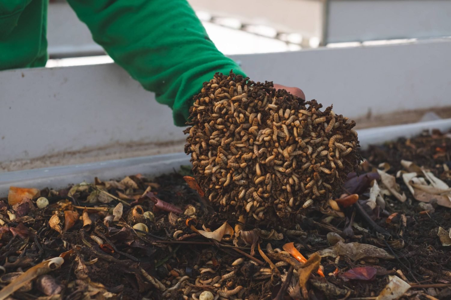 This tiny bug transforms food waste into nutrient-rich biofertiliser