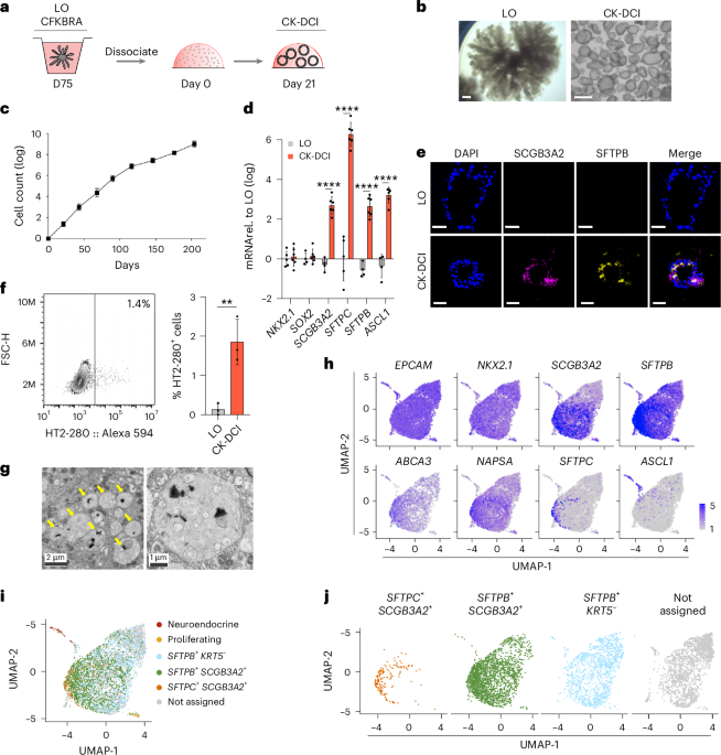 Human respiratory airway progenitors derived from pluripotent cells generate alveolar epithelial cells and model pulmonary fibrosis