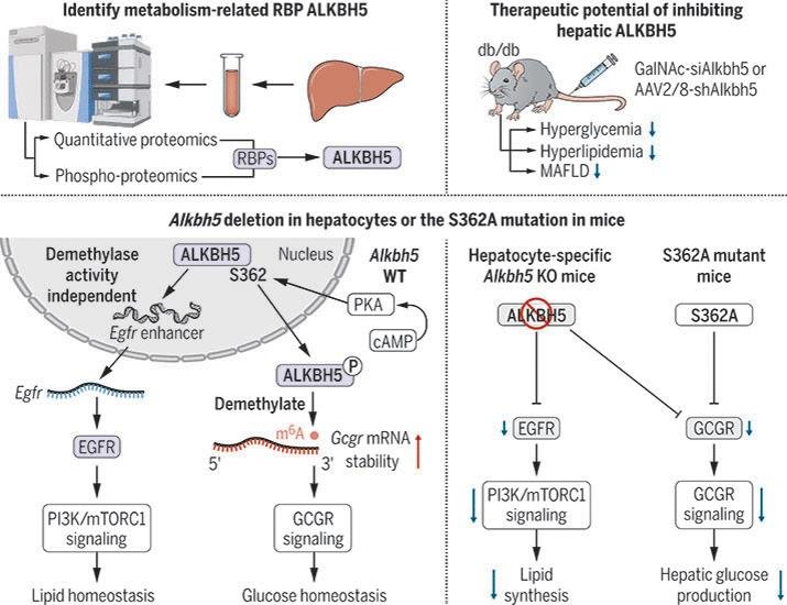 Liver ALKBH5 regulates glucose and lipid homeostasis independently through GCGR and mTORC1 signaling | Science