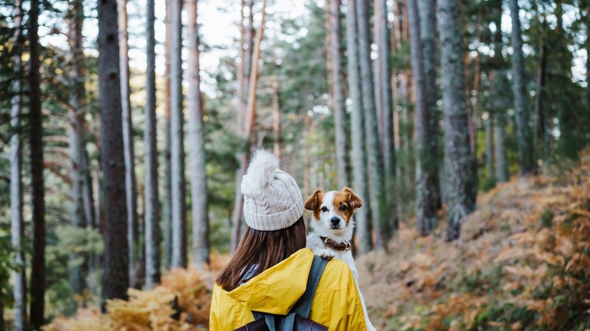 The best pet travel accessories for dogs and cats