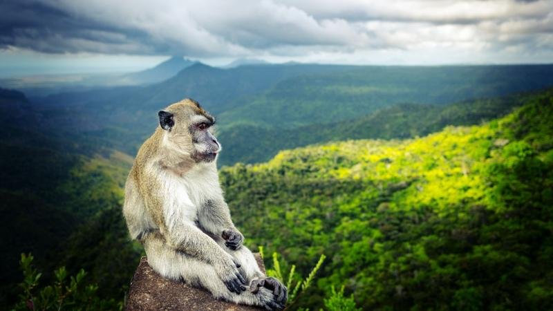 In Mauritius, research monkeys are big business—and big controversy