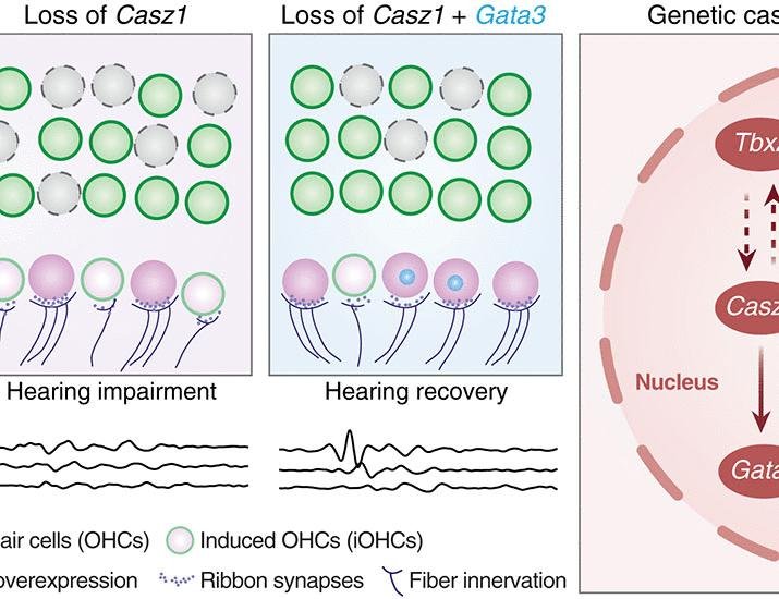 Casz1 is required for both inner hair cell fate stabilization and outer hair cell survival | Science