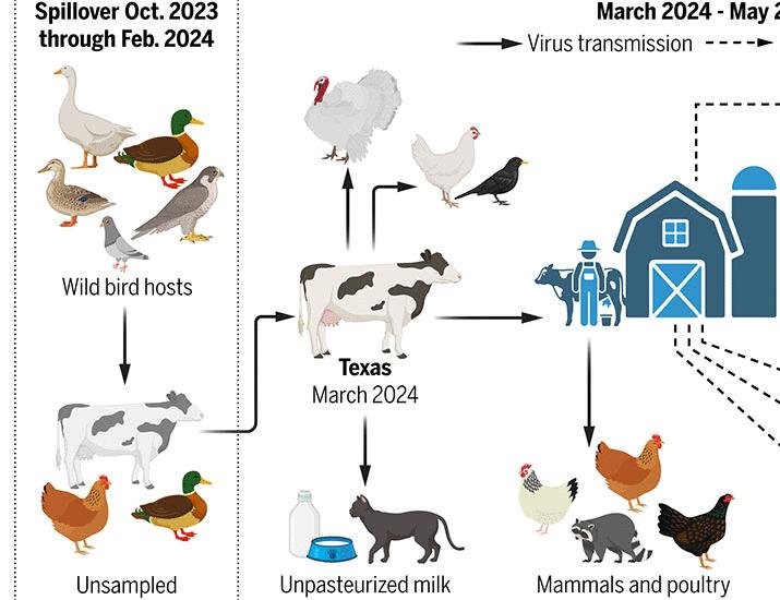 Emergence and interstate spread of highly pathogenic avian influenza A(H5N1) in dairy cattle in the United States | Science