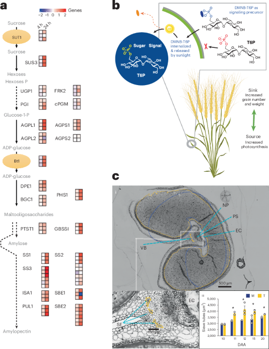 Application of a sunlight-switched sugar signal increases wheat yield in the field