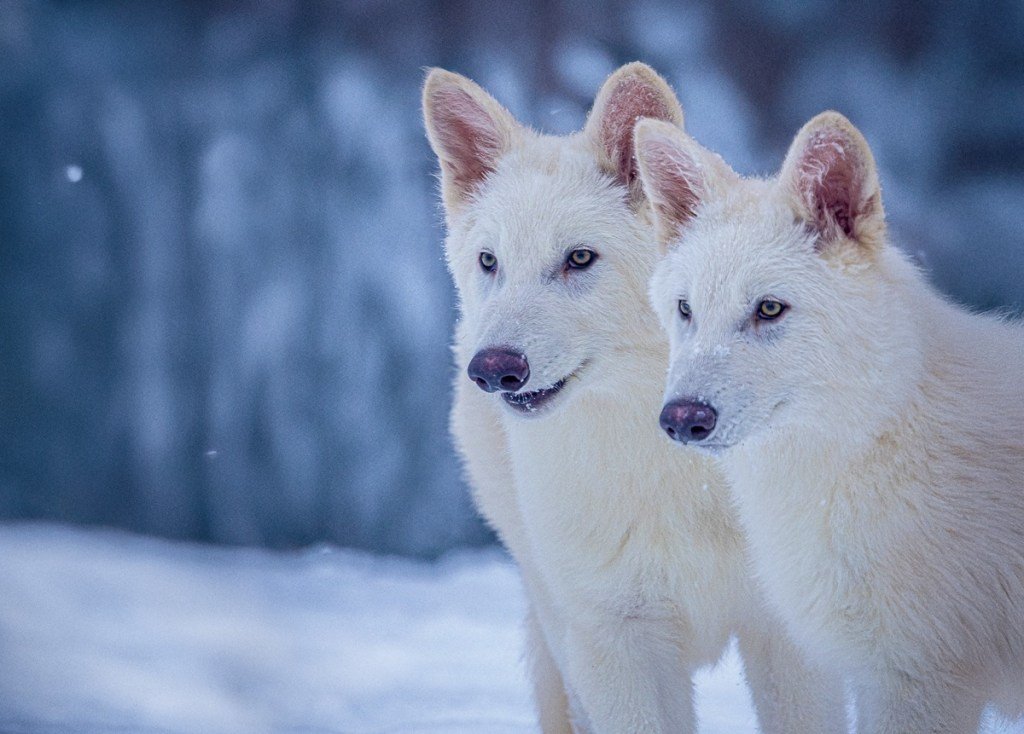 The dire wolf has returned from the dead. A Dallas company ‘de-extincted’ them