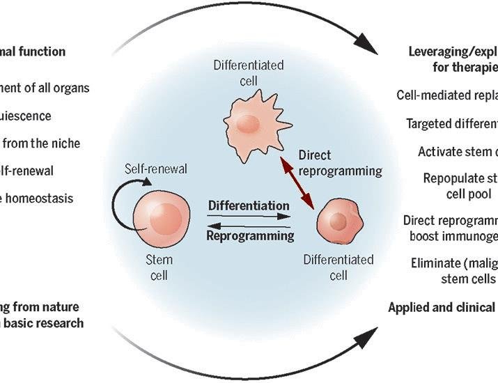 Stem cells as role models for reprogramming and repair | Science