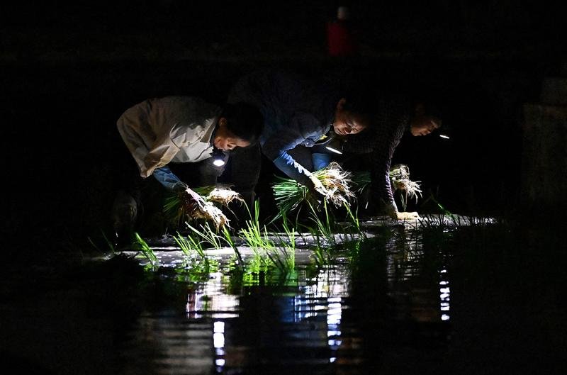 ‘Major breakthrough’: A natural gene variant protects rice from heat waves