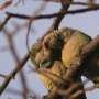 How social networks shape the vocal diversity of monk parakeets