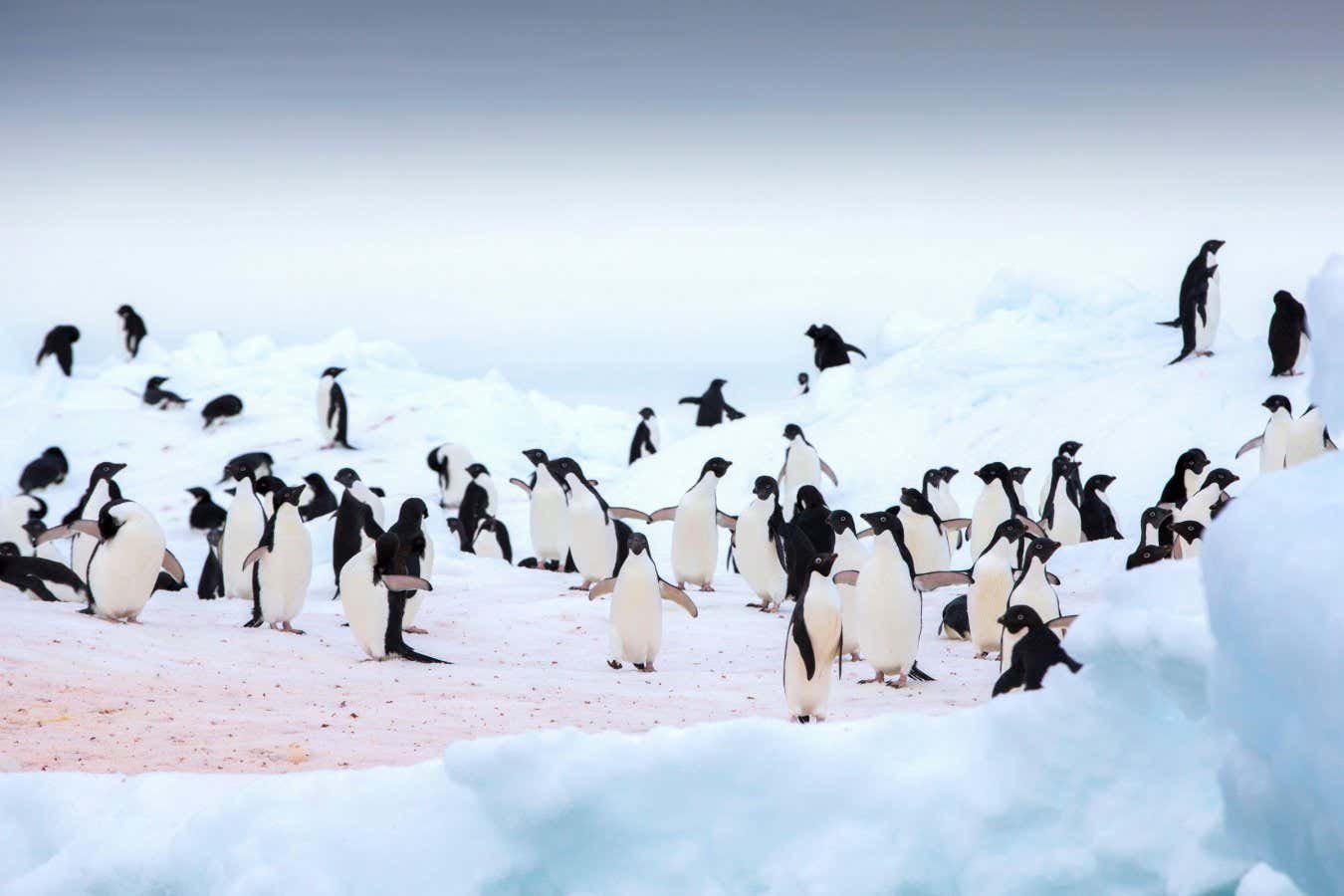Penguin poo helps keep Antarctica cool