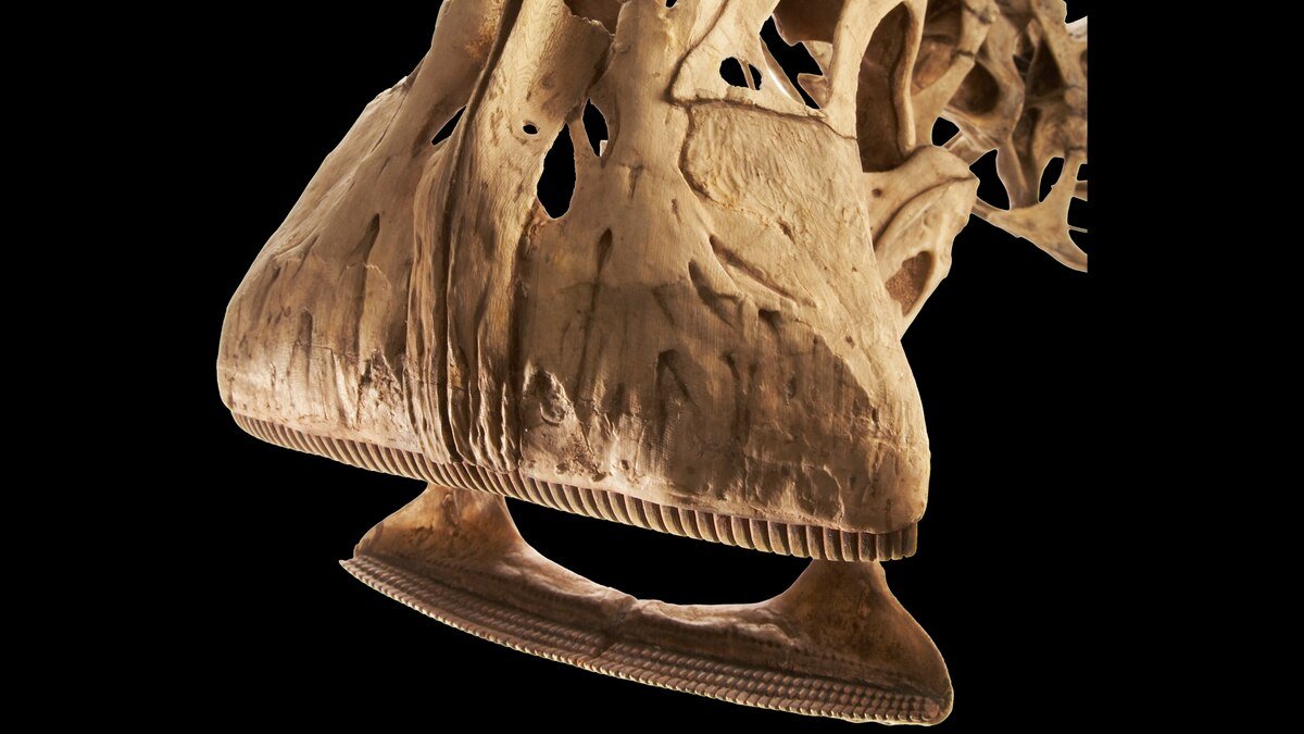What dinosaur has 500 teeth? This prehistoric jaw was one-of-a-kind