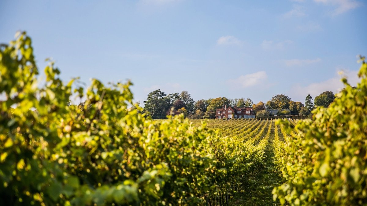 5 vineyard restaurants to visit in England