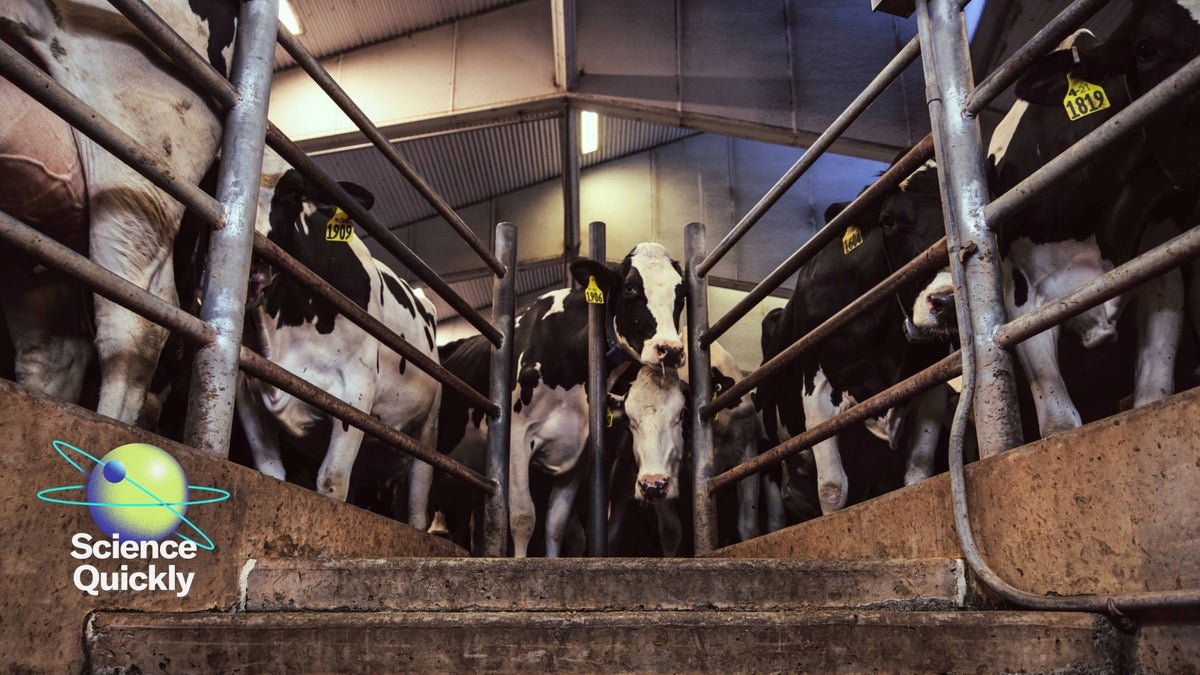 How Bird Flu Went from Devastating Poultry Farms to Infecting Dairy Herds