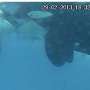 Affectionate ‘tongue nibbling’ observed for the first time among orcas in the wild