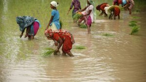 Early monsoon rains in India raise hopes of a bumper grain crop