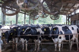 Climate Change Threatens Global Milk Supply, Even On Cooled Dairy Farms