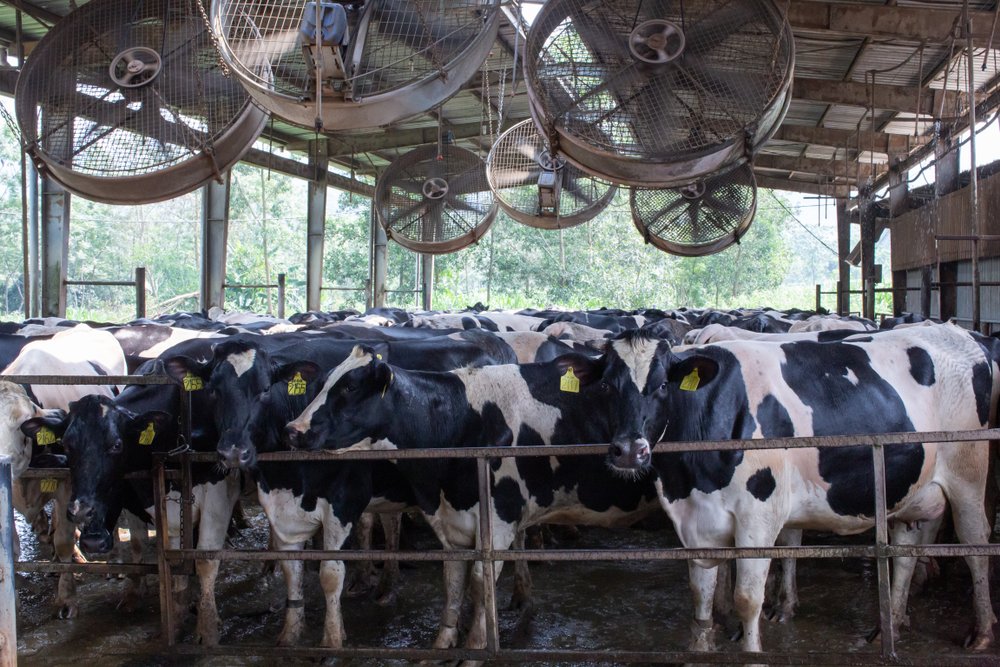 Climate Change Threatens Global Milk Supply, Even On Cooled Dairy Farms