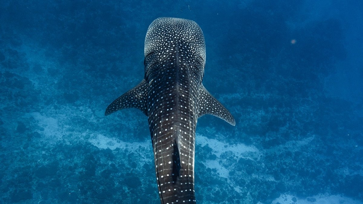 The best, most sustainable place to snorkel with whale sharks? It’s Australia’s Ningaloo