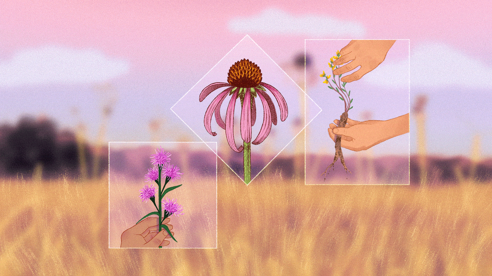 The guerrilla campaign to save a Texas prairie from ‘silent extinction’