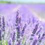 Lavender steps up as a natural preservative in skin-care emulsions
