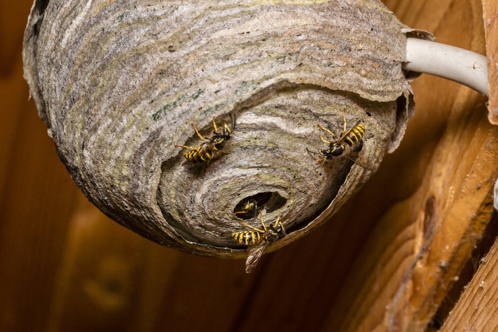 Highly-Radioactive Wasp Nest Found at Nuclear Waste Facility With No Wasps to be Seen