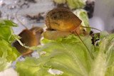 These Snails Can Regrow Their Eyes — Could They Help Treat Eye Injuries in Humans?
