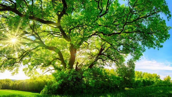 Sloan Advances Sustainability Leadership with LEED v5 Initiatives