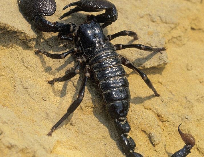 Include scorpions in global conservation plans | Science
