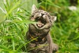 Cats May Eat Grass to Clear Hairballs, Like Unclogging a Drain