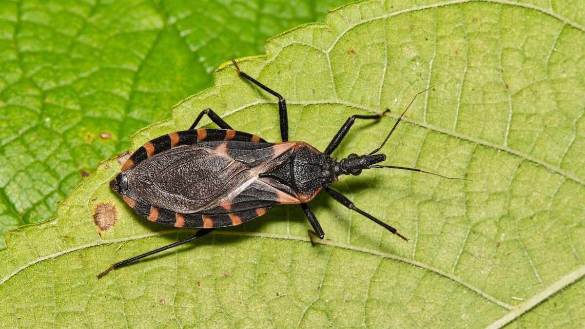 What is Chagas? The deadly ‘kissing bug’ disease is now endemic in the U.S., experts say