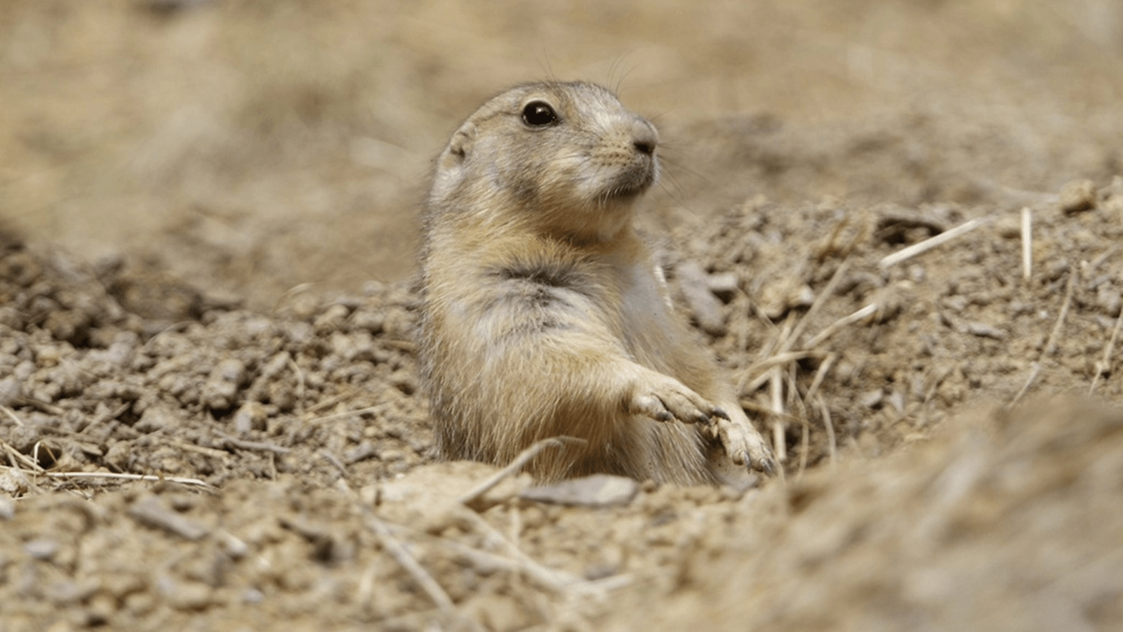 Tiny prairie dogs’ poop play a mighty role in grasslands