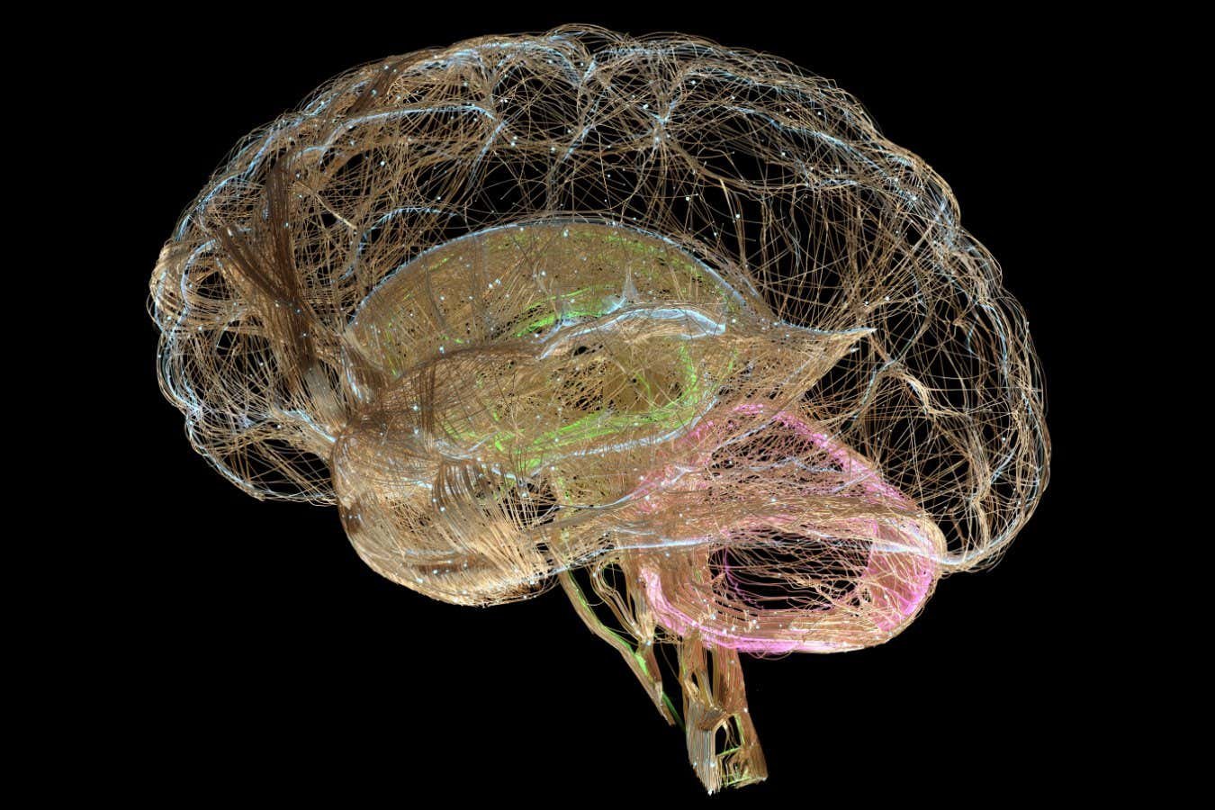 Why Our Brains, Our Selves won the Royal Society science book prize