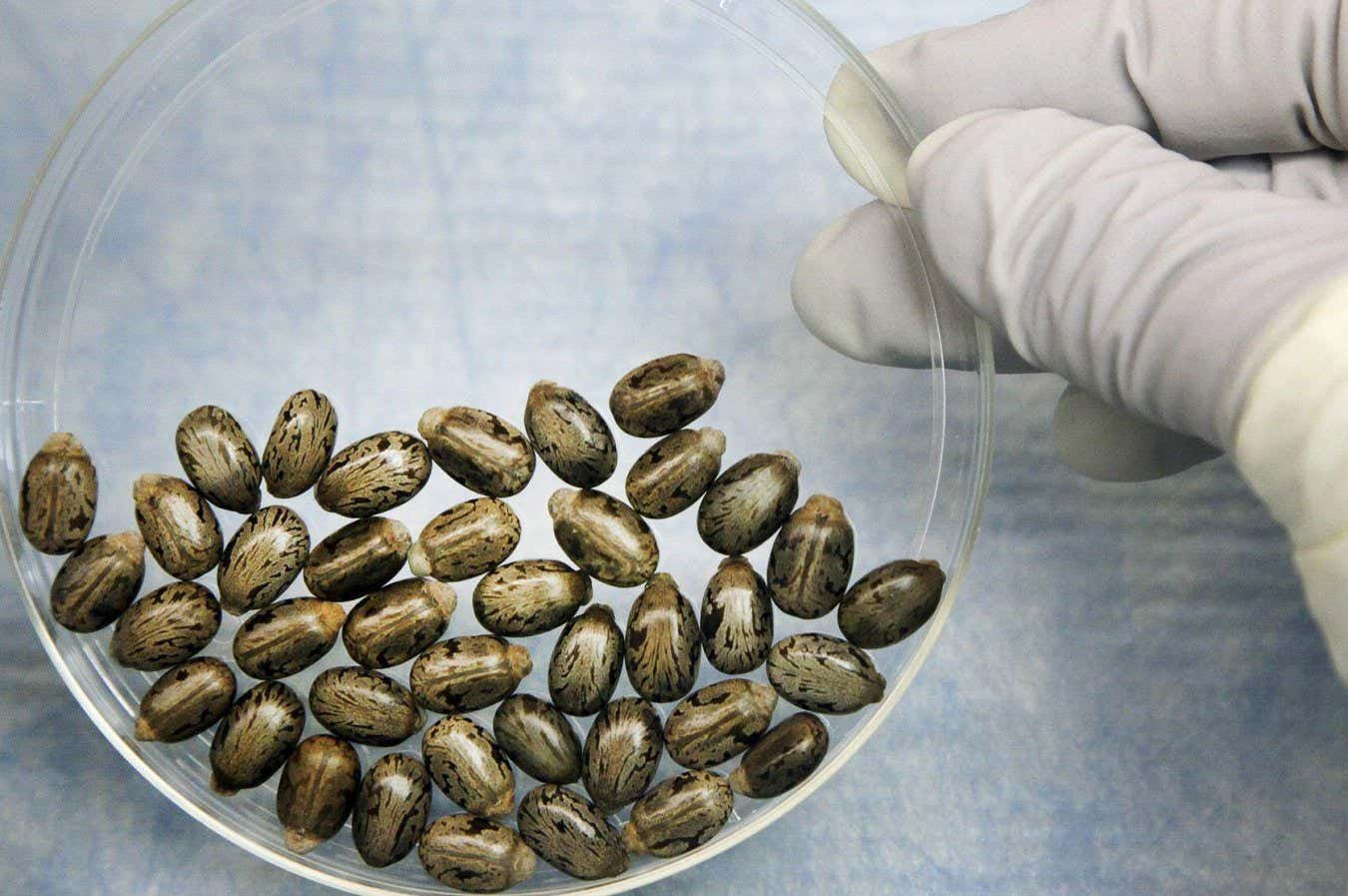 Should we worry AI will create deadly bioweapons? Not yet, but one day