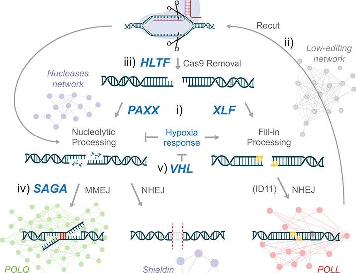 A comprehensive genetic catalog of human double-strand break repair | Science
