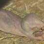 DNA repair mechanisms help explain why naked mole-rats live a long life
