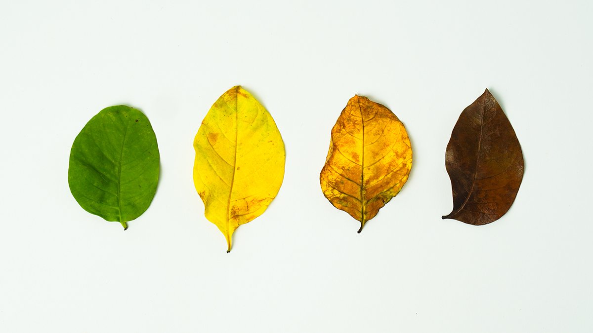 The 4 Seasons Organizations Go Through—and How to Lead in Each