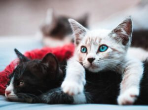 Man Agrees to Pay “Cat Support” for Up to 10 Years Following Divorce