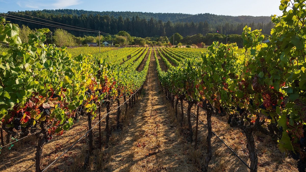 The ultimate guide to Sonoma’s wine country
