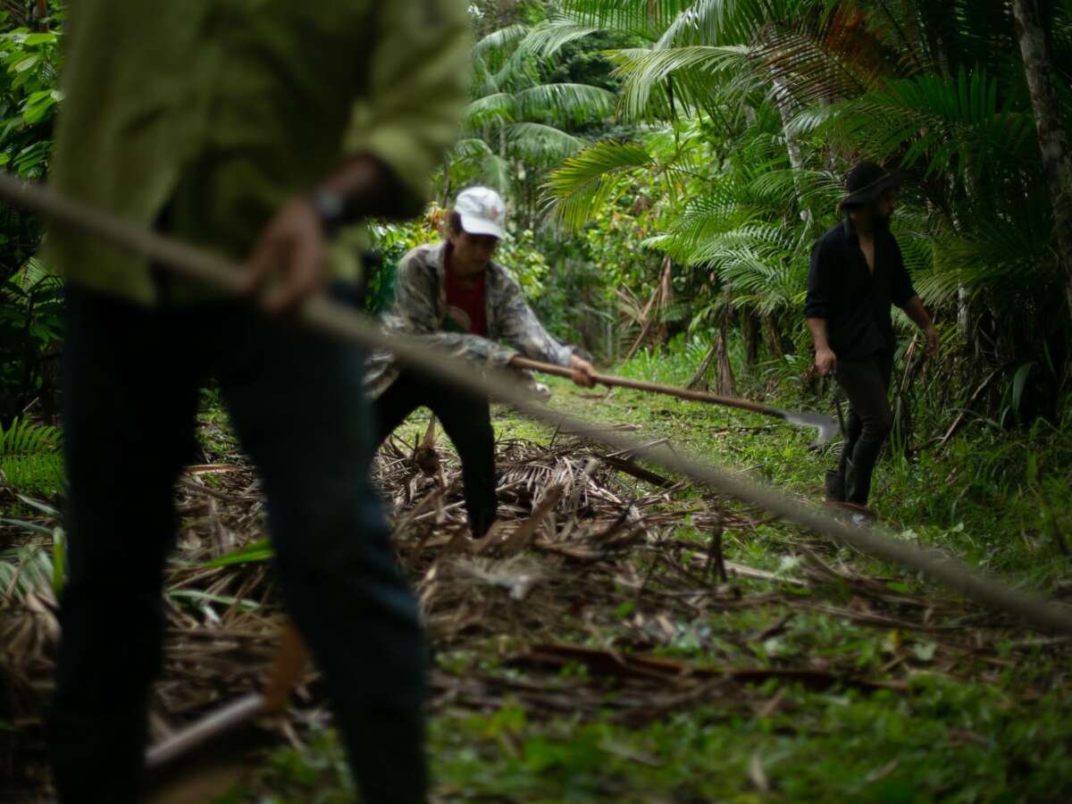 The Real Models for Sustainability in Brazil Are to Be Found Outside COP30