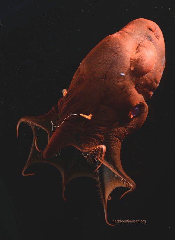 Scientists Sequence Genome of Vampire Squid