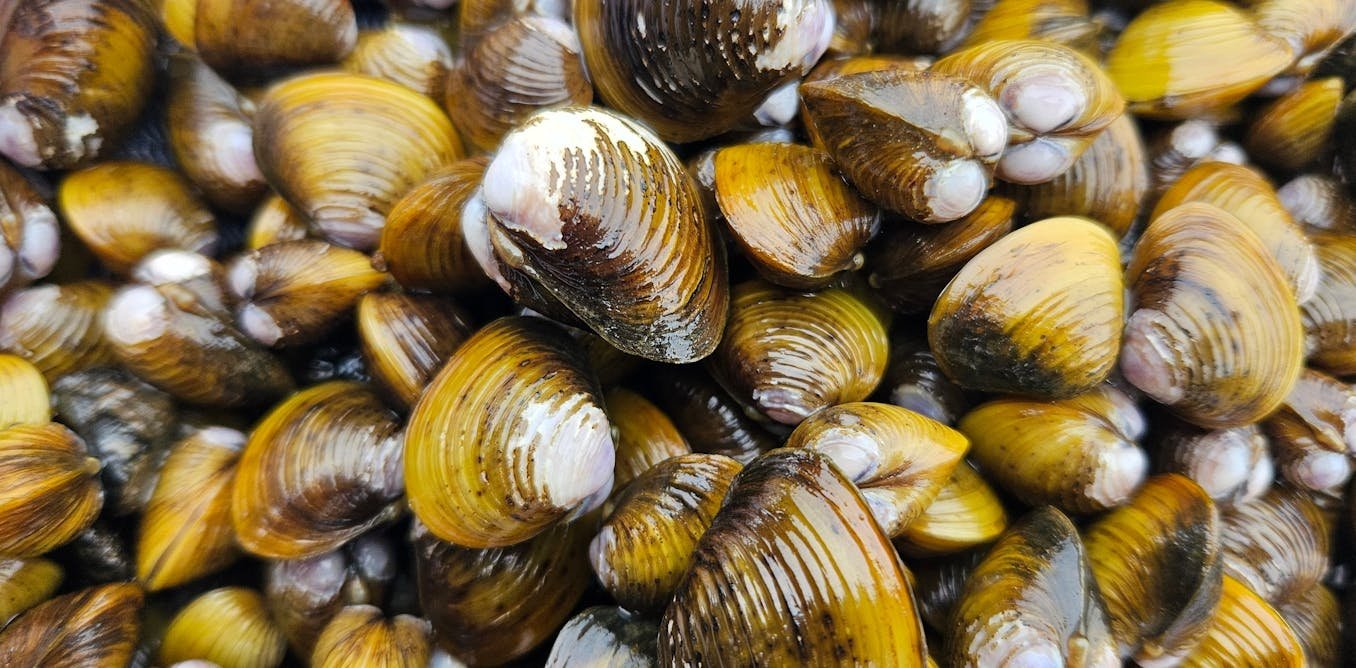 Gold clam invasion in NZ threatens drinking water for millions of people