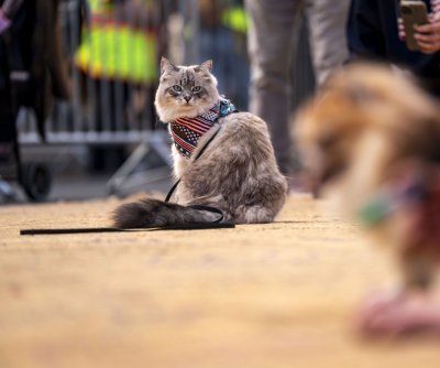 GLP-1 implant may help overweight pets