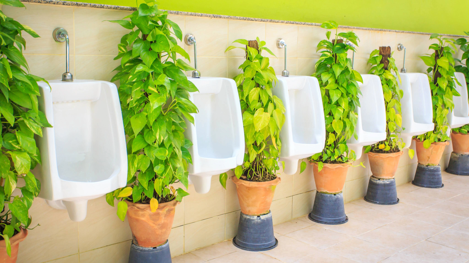 Swiss startup turns urine into plant fertilizer