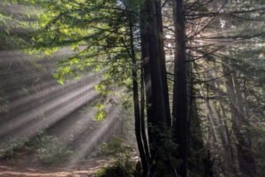 The conservation ledger: What we lost and what we gained in 2025