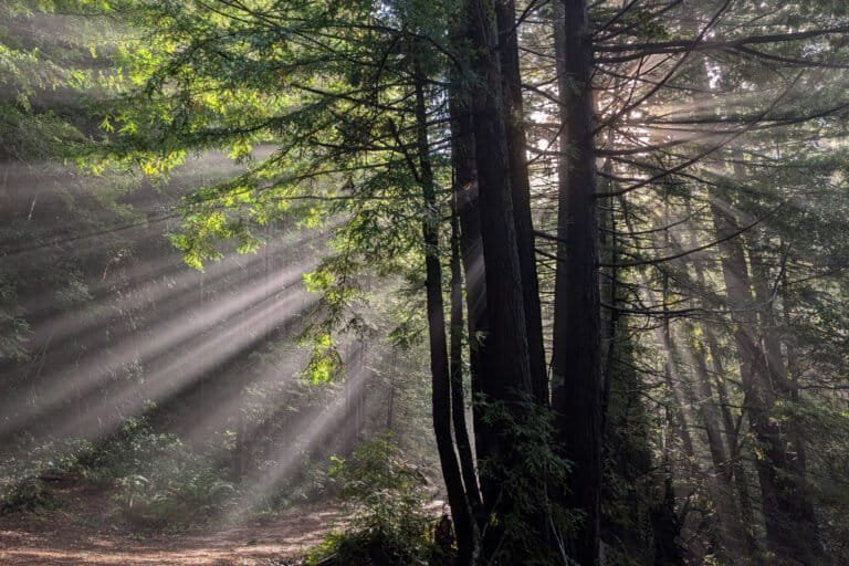 The conservation ledger: What we lost and what we gained in 2025