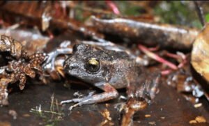 A new frog species emerges from Peru’s cloud forests — and it’s already at risk