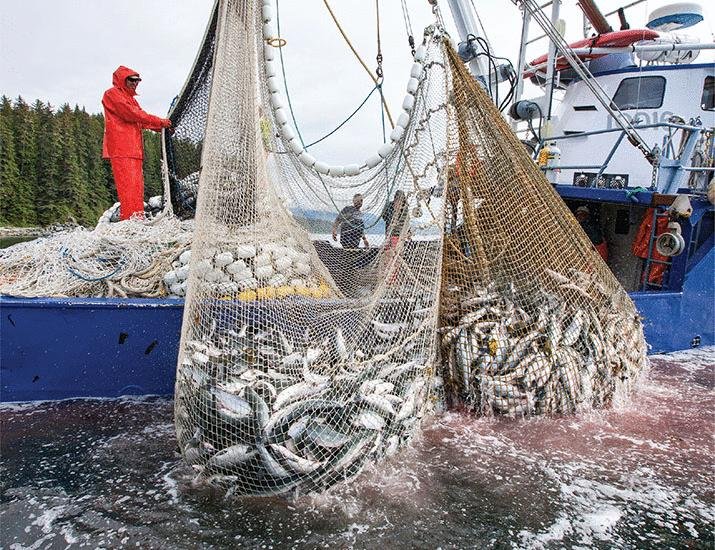 The future of marine fisheries | Science